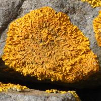 Oranje dooiermos