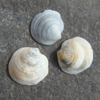 Melkwitte cirkelschelp