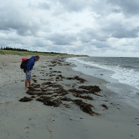 N - &Oslash;sthasselstrand
