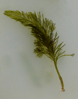 Bryopsis plumosa-Regelmatig Vederwier-2-Zierikzee-20140517 1629749833 2