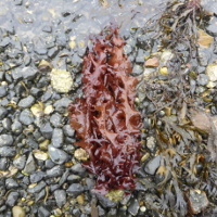 Slijmerige draketong